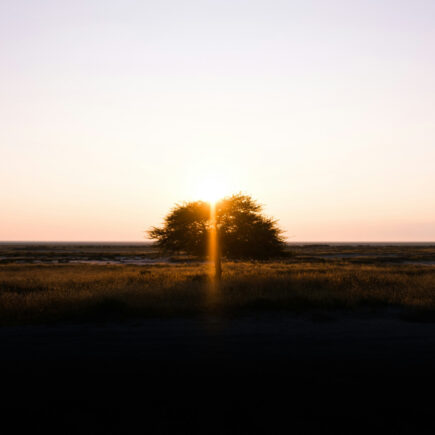 Explorez les richesses naturelles de la Namibie